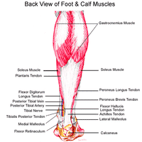 Does Barefoot Running Cause Calf Pain? - Xero Shoes