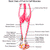 Does barefoot running cause calf pain?
