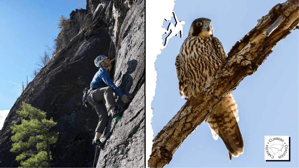 A climber scaling a very steep slope and a hawk sitting on a branch.